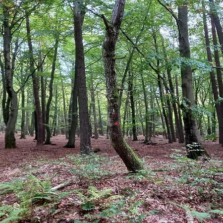 Attractive In Vielsalm With Large Garden Ennal