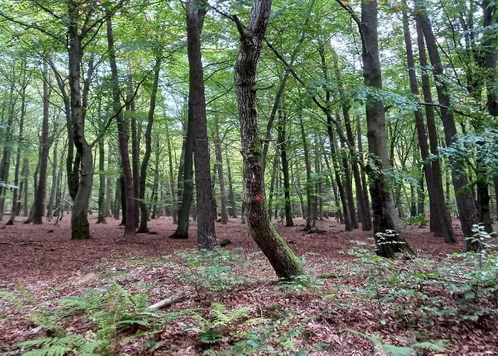 Charming In Vielsalm Ennal